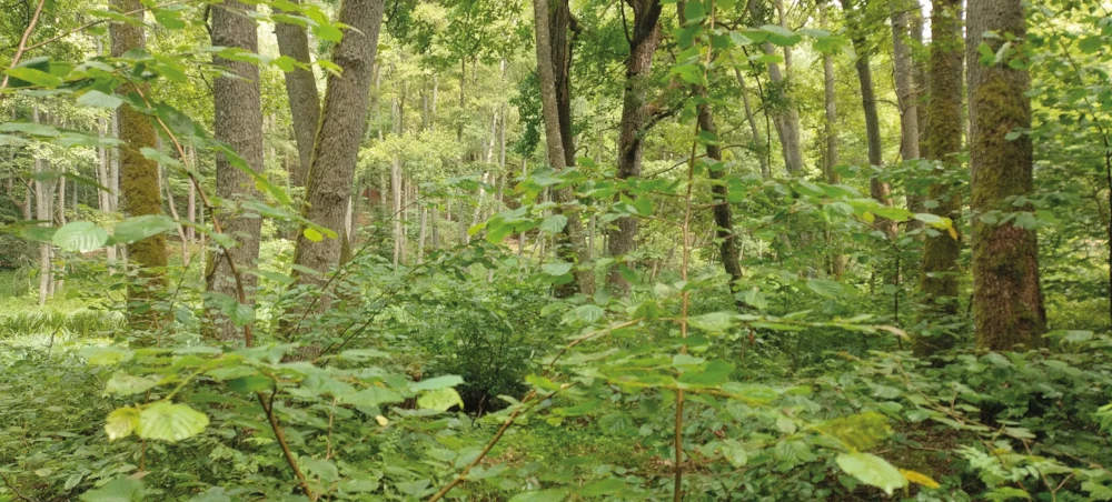 Mikoryza i zmiana klimatu