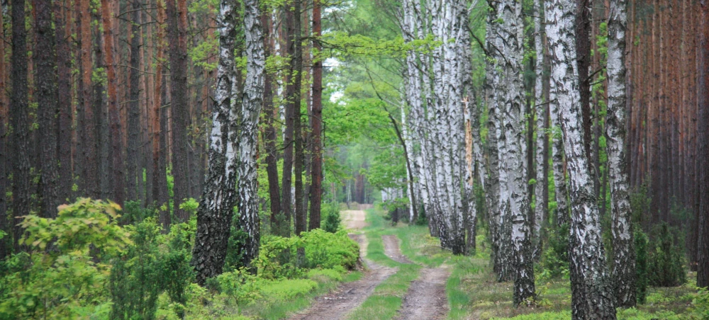 Szczególna ochrona terenów leśnych