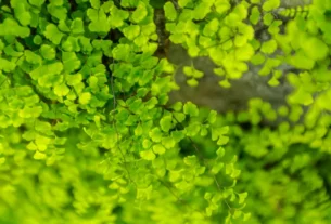 lemna-minor