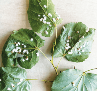 Pulvinaria hydrangeae jako przykład zagrożenia dla roślin w zieleni miejskiej