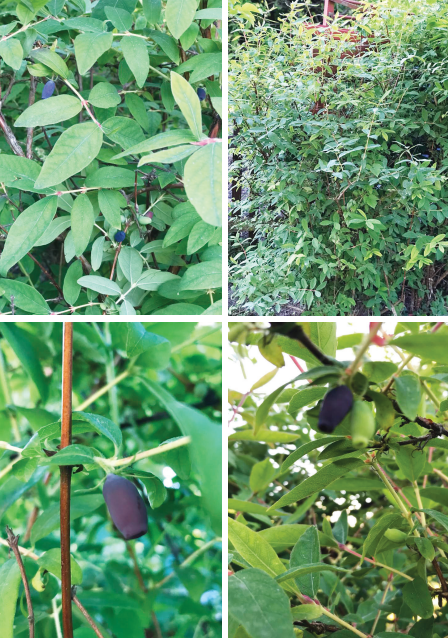Jagoda kamczacka (Lonicera caerulea var. kamtschatica Sevast.) – niezwykłe właściwości małych owoców