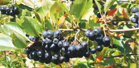Aronia czarnoowocowa i jej prozdrowotne właściwości