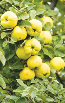 Pigwa pospolita (Cydoniaoblonga Mill) sadowniczy gatunek o walorach dekoracyjnych i prozdrowotnych