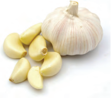 Czosnek – naturalna tarcza odporności w zimowych miesiącach Garlic – a natural shield of immunity in the winter months