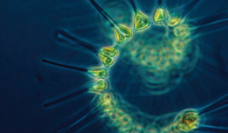 Wpływ globalnego ocieplenia na produkcję pierwotną krytyczna rola i zagrożenia dla Prochlorococcus marinus