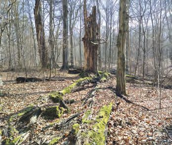 Globalna różnorodność i adaptacyjna plastyczność grzybów